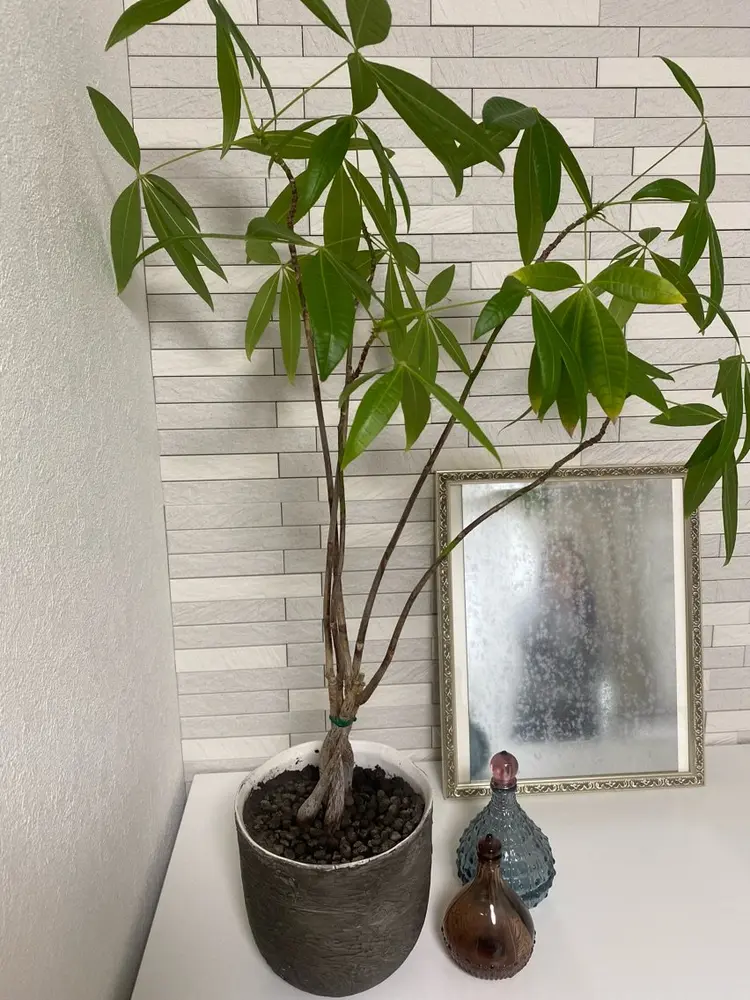 cai nailの内観・外観2