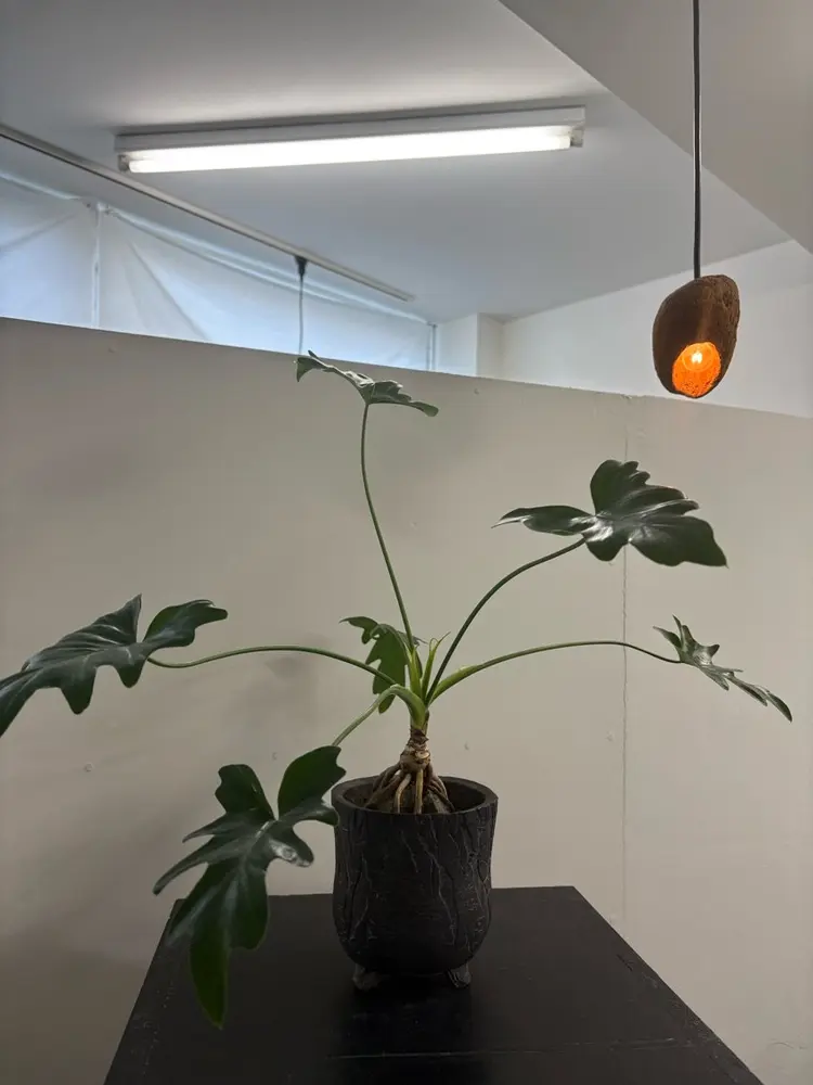 fiikaの内観・外観3