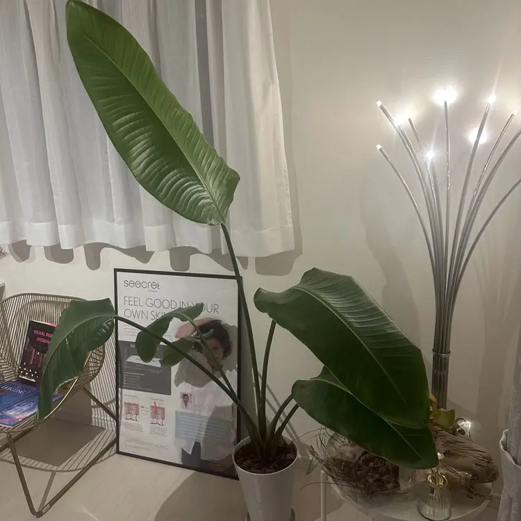 Shiki eyelashの内観・外観2