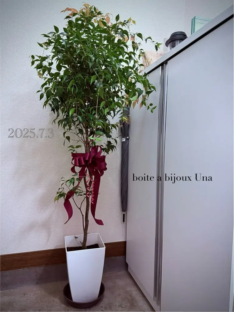 boite a bijoux Unaの内観・外観1