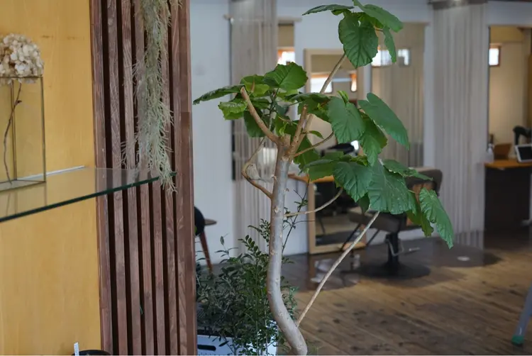 hands   emuの内観・外観1