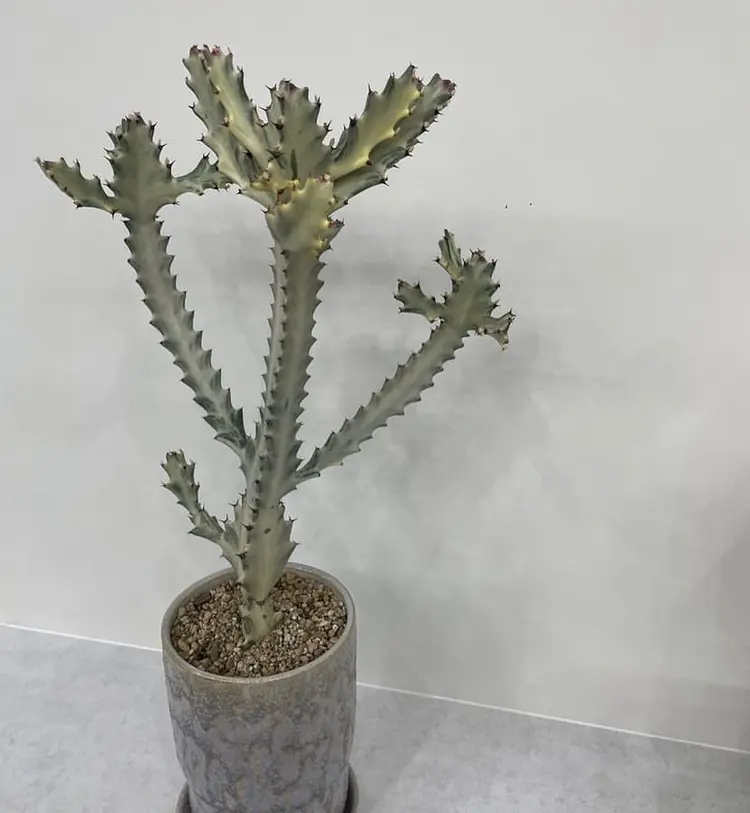 inceptionの内観・外観2