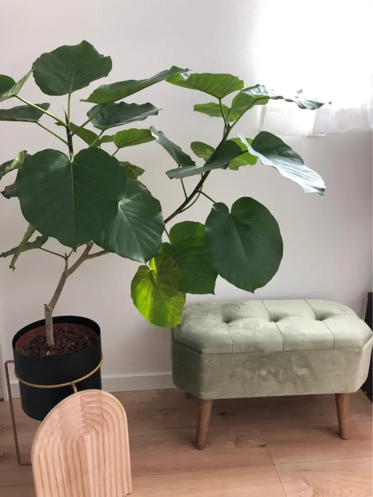 GinGerの内観・外観2