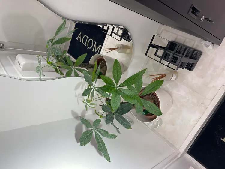 MODAの内観・外観1