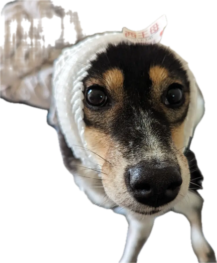 豆柴倶楽部の内観・外観1