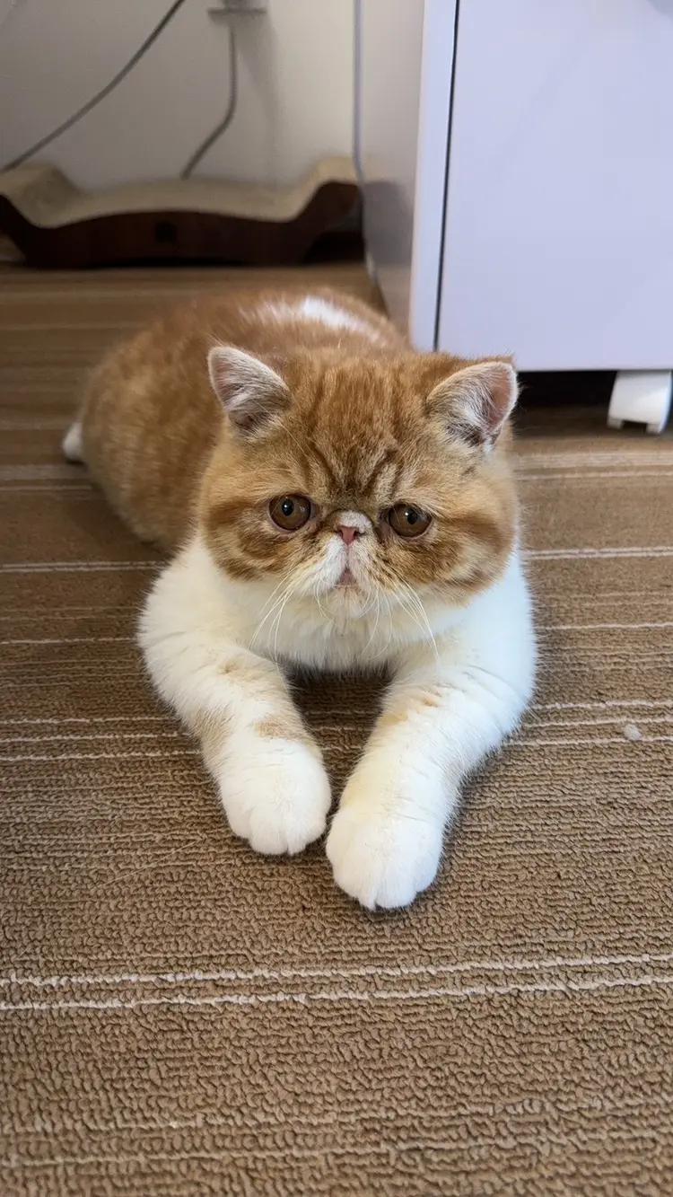 nail salon Eclat 登戸·向ヶ丘遊園店の内観・外観3