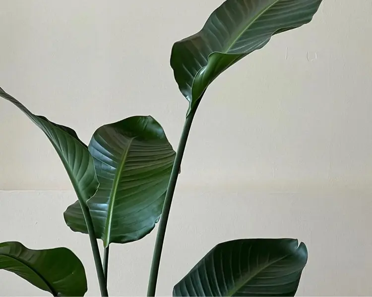 Meiliの内観・外観2