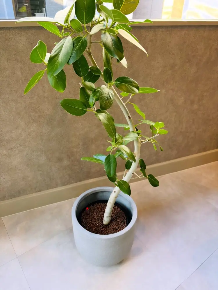 AdeLaide Hairの内観・外観2