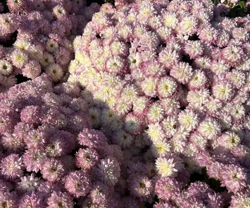 🎀石原 光🎀の掲載
