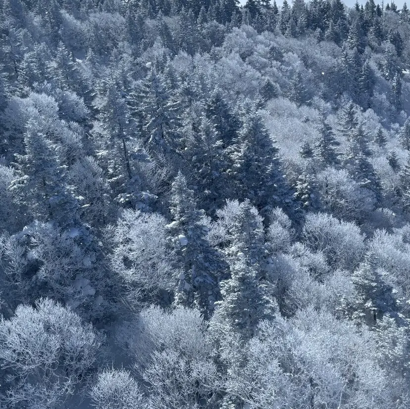 RosierBleu 中山の掲載