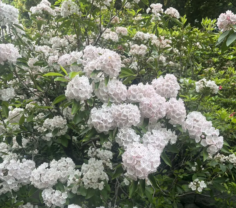 日野 鈴の掲載
