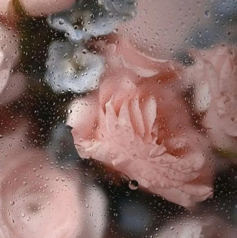 サ マ タ ハ ル カの掲載
