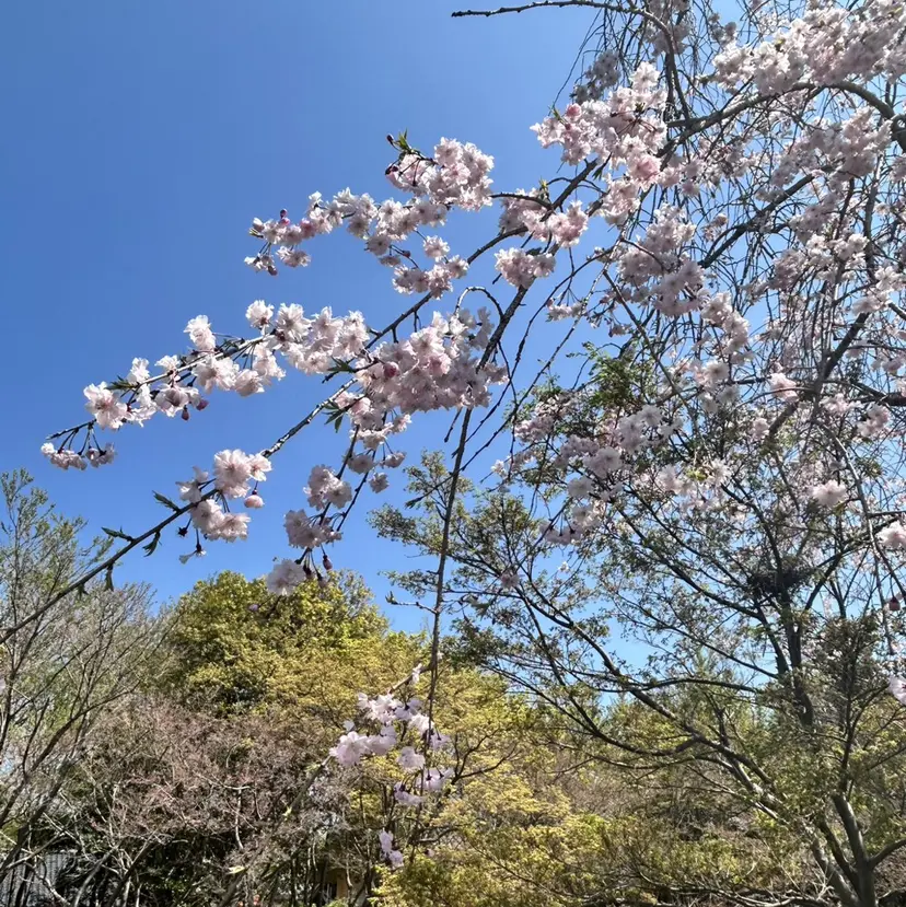 TOIRO saoriの掲載