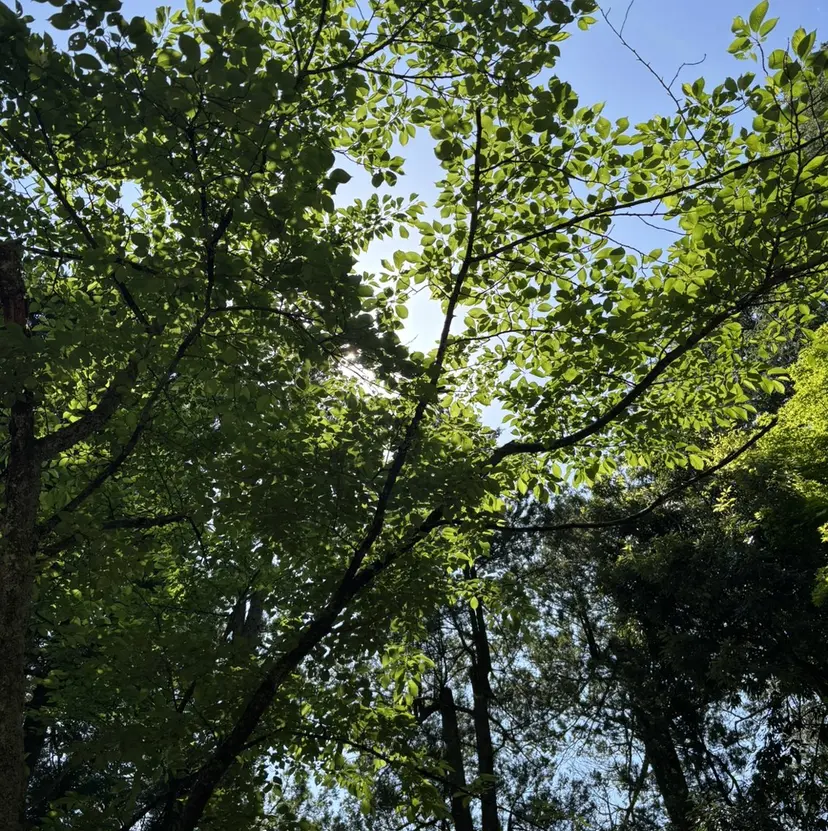 ・ cohanaの掲載