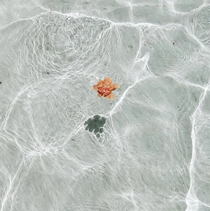 🌼 manaの掲載
