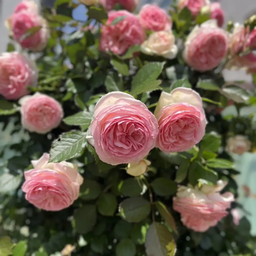 〖副店長〗 𝒀𝒖𝒊 ❤︎の掲載