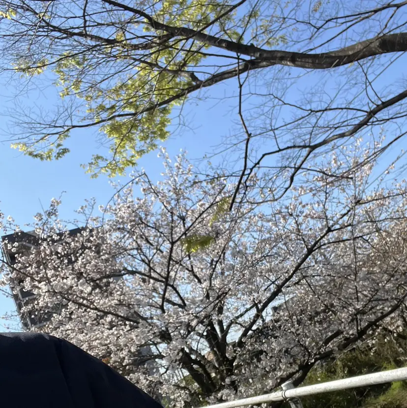 スダ アモンの掲載