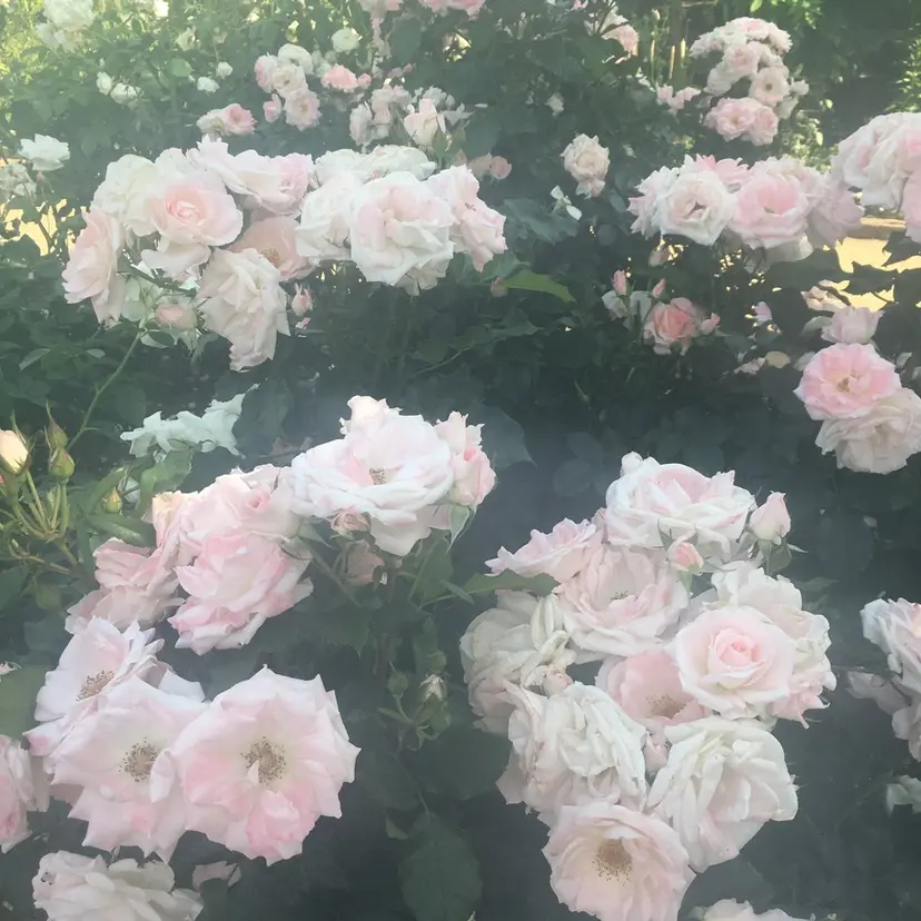 早川 蒼羅の掲載