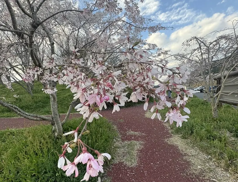 Sakura-YUC CA-モデル様募集中の掲載
