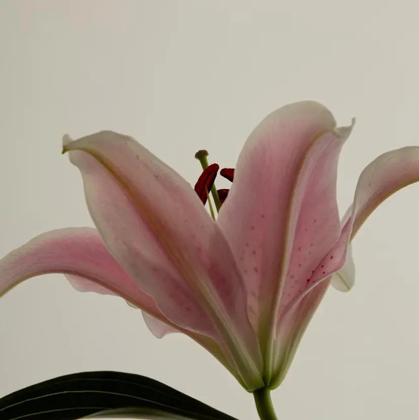 ito machiの掲載