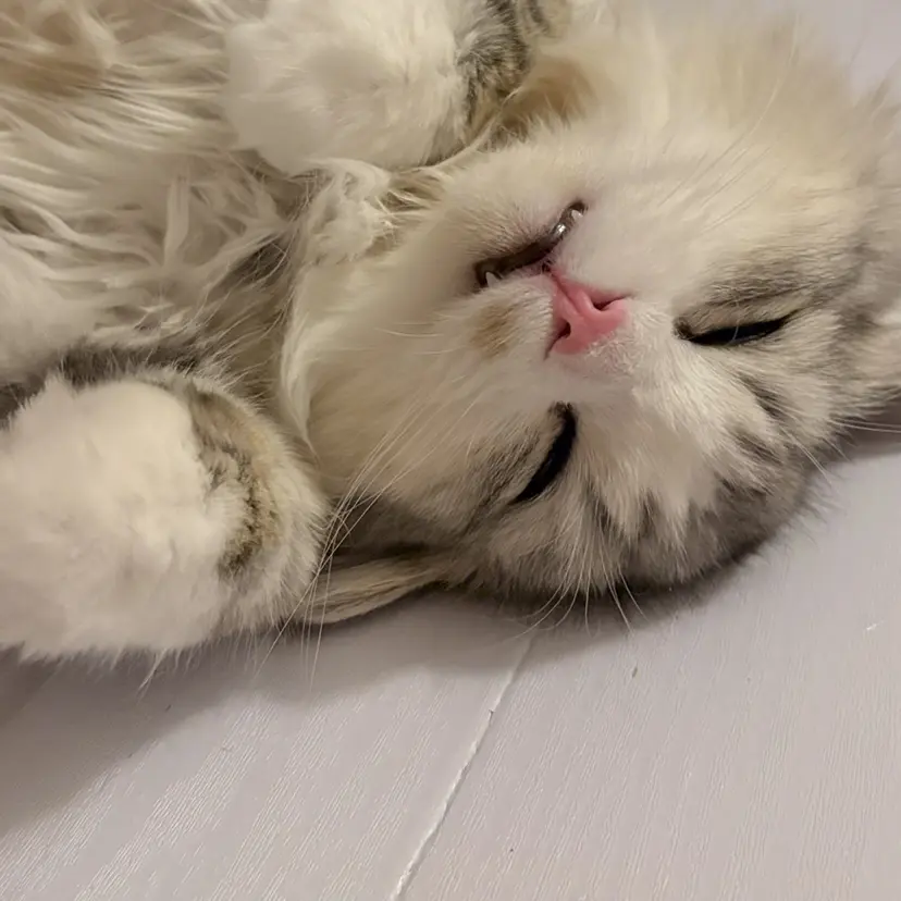 🐈⬛🌙 madokaの掲載