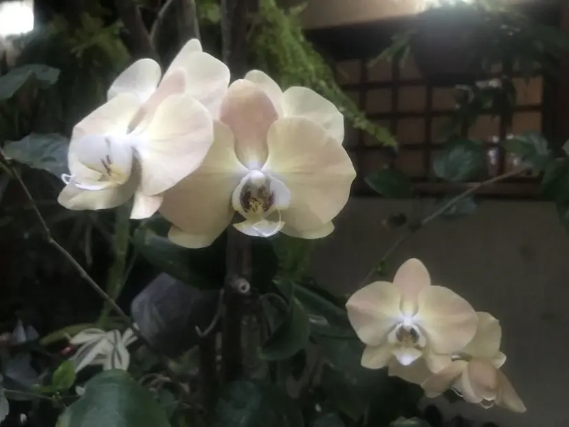 lolonois / aikuの掲載