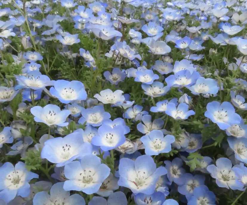たるみことり🌼 レイヤー・パーマの掲載