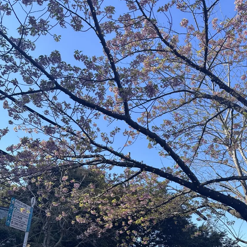 Rio/ kiri 逗子葉山の掲載