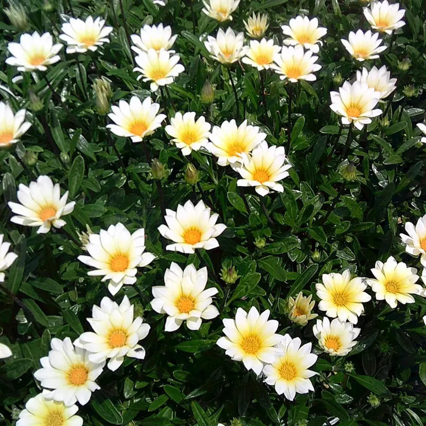 soleil.¦ erenの掲載