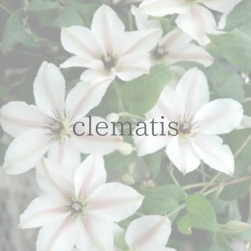 デトックスサロン clematisの掲載