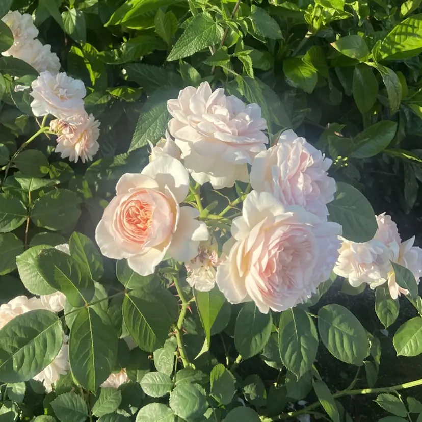 EmaNail Rinaの掲載