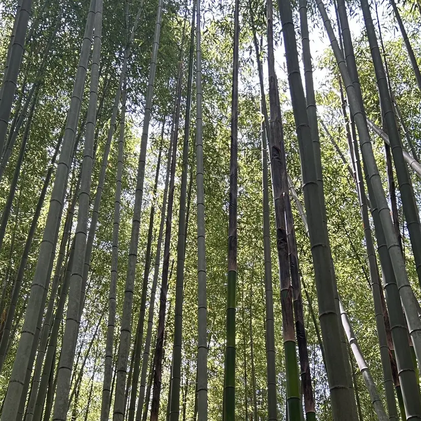 関谷 勇気の掲載