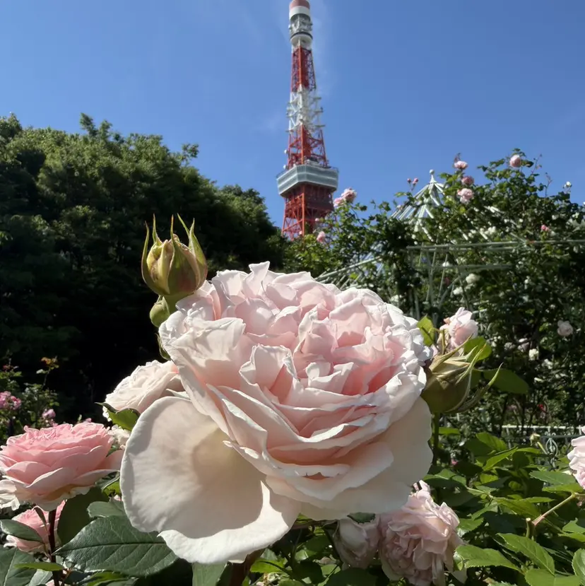 ♥️Ji Ji♥️の掲載