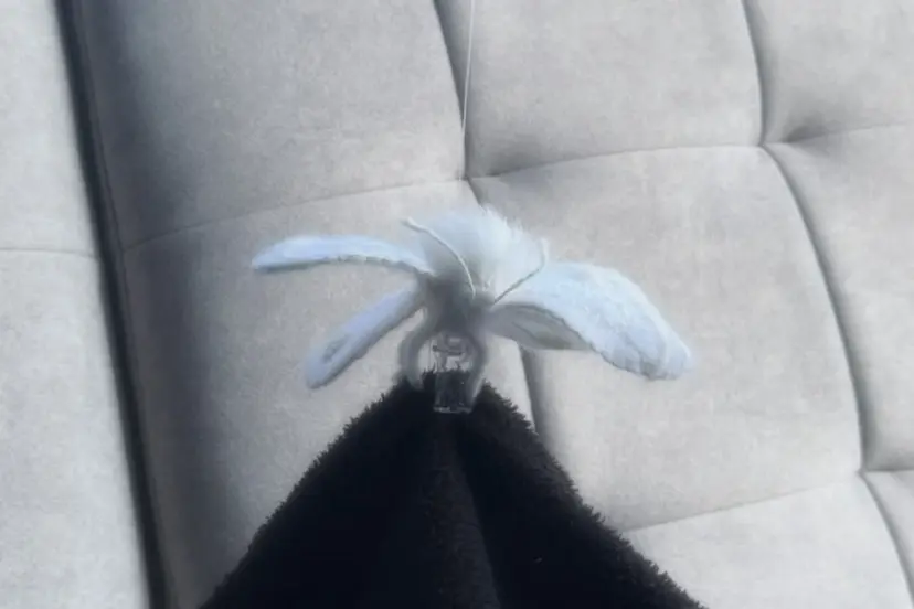 相澤 華奈の掲載