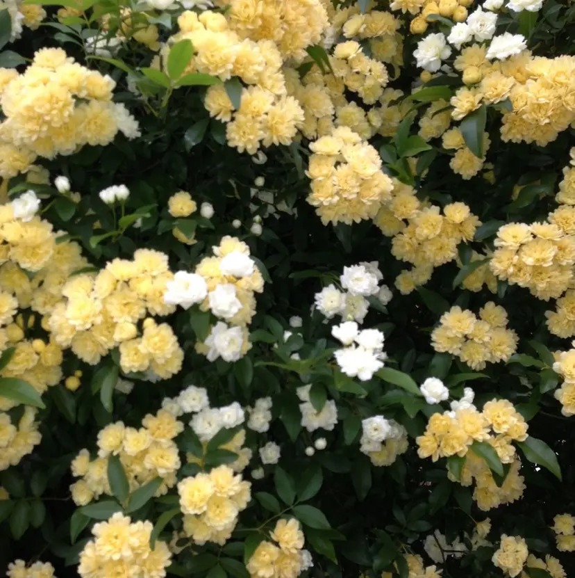 maho🌼うる艶 ミルクティー🪽の掲載