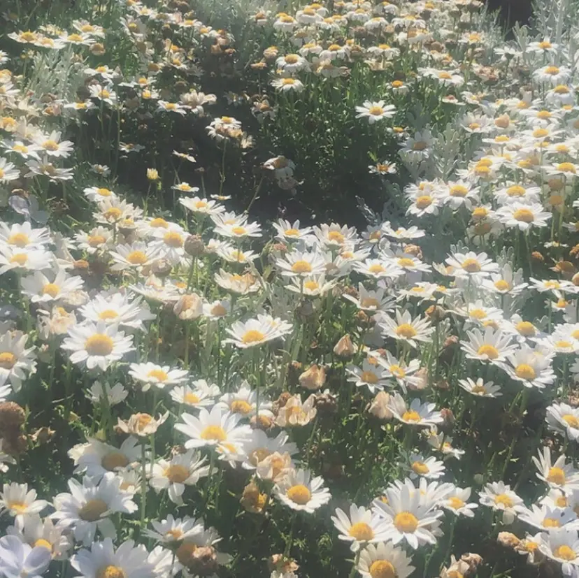 . mikuの掲載