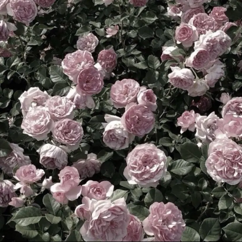 𝒾𝓀𝑜𝒾 ☆*:.。. 💘の掲載
