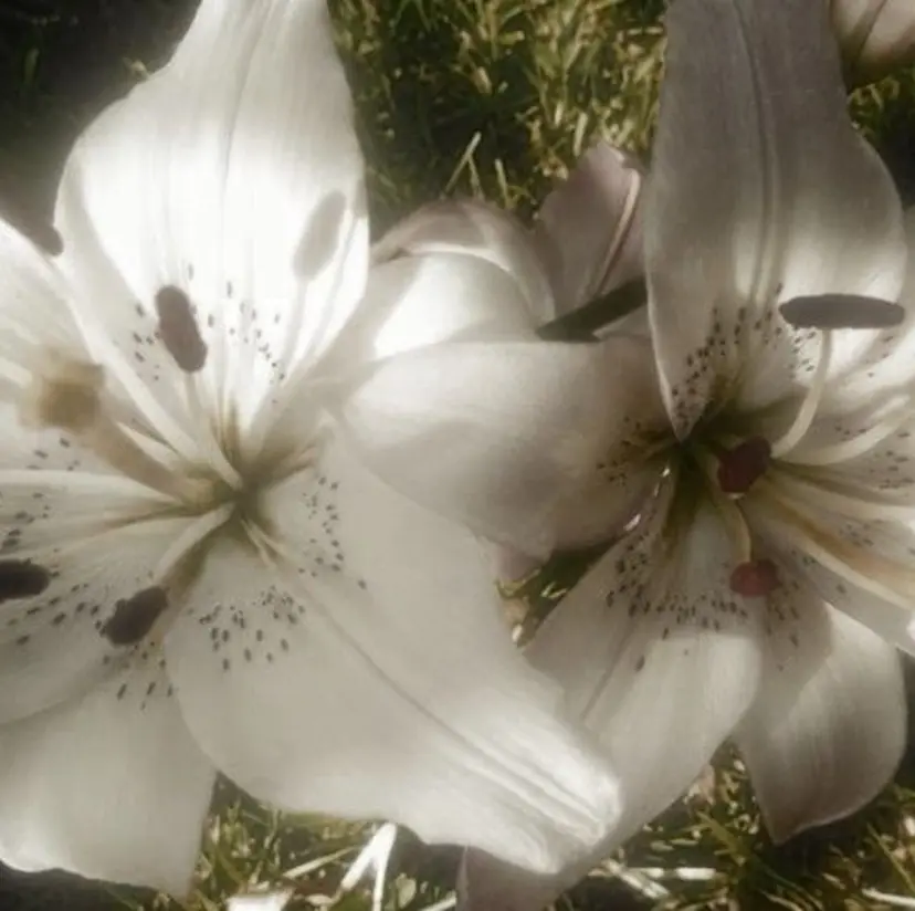 Blanc Sakurabaの掲載