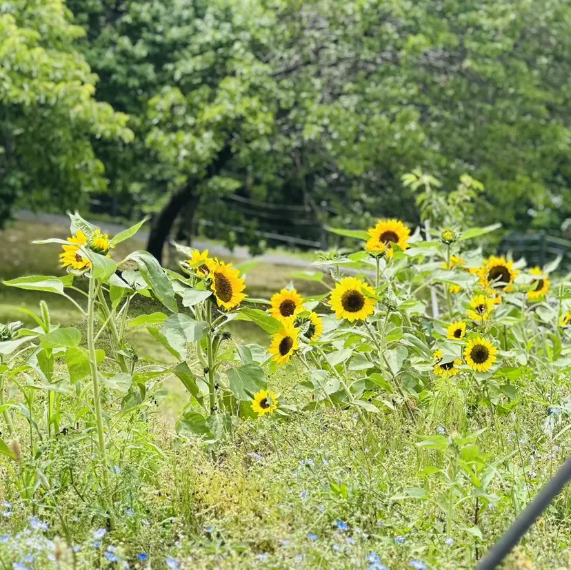 なのは🌼カラー ・縮毛矯正🌼の掲載