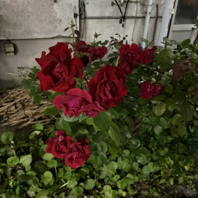 🎀垢抜け艶カラー /リオン🎀の掲載