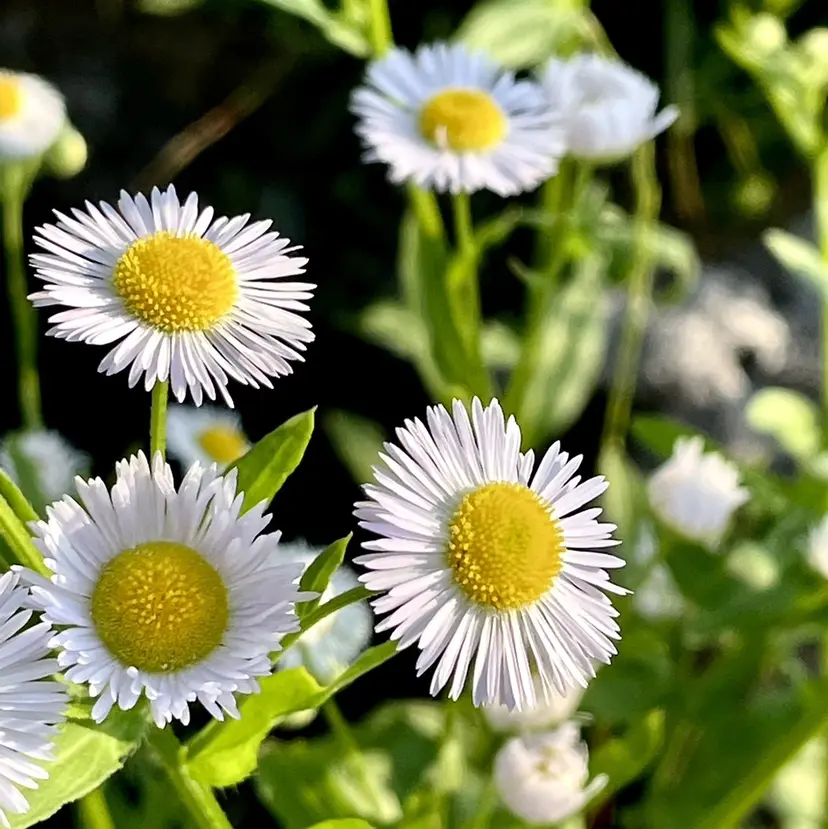 🌼YUKIMI🌼 堀江の掲載