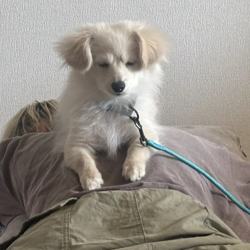 中川 りゅうせいの掲載