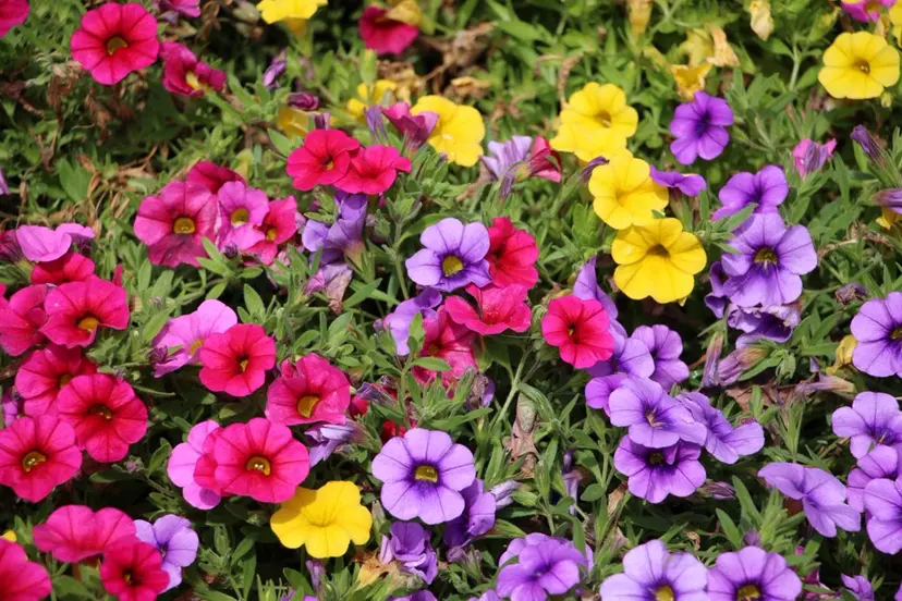 🌻無料マツエク🌻 Miyuの掲載