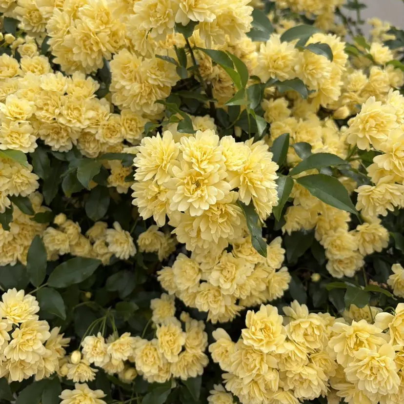 高花 依舞希の掲載
