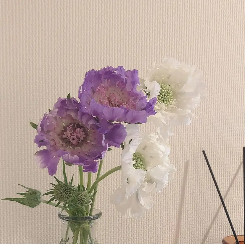 salon Lilyの掲載