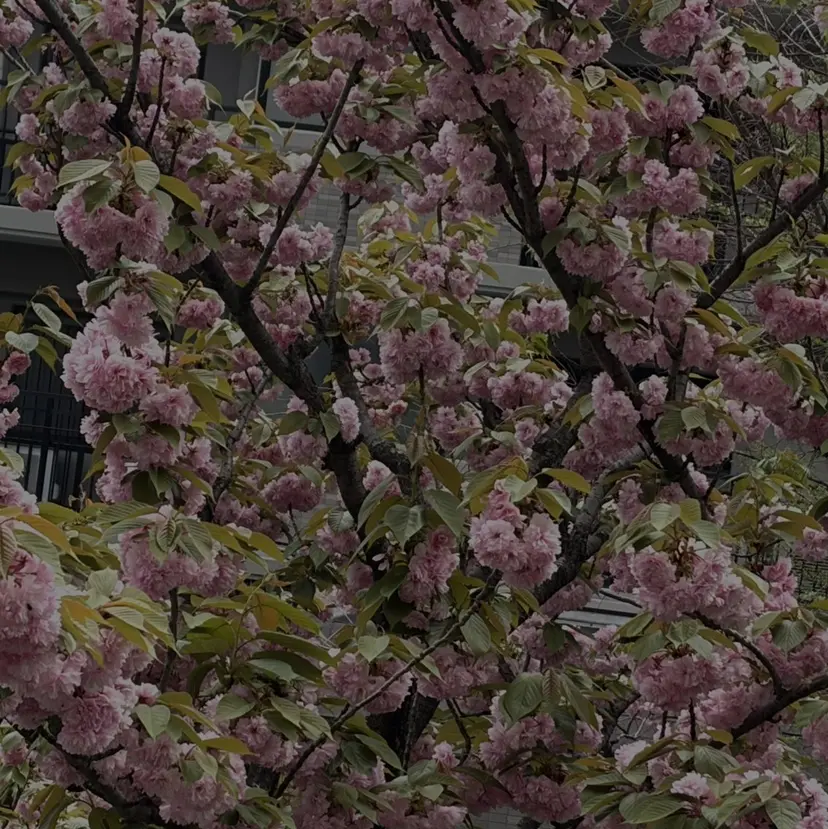 似合わせカラー 🍀🫧/あかりの掲載