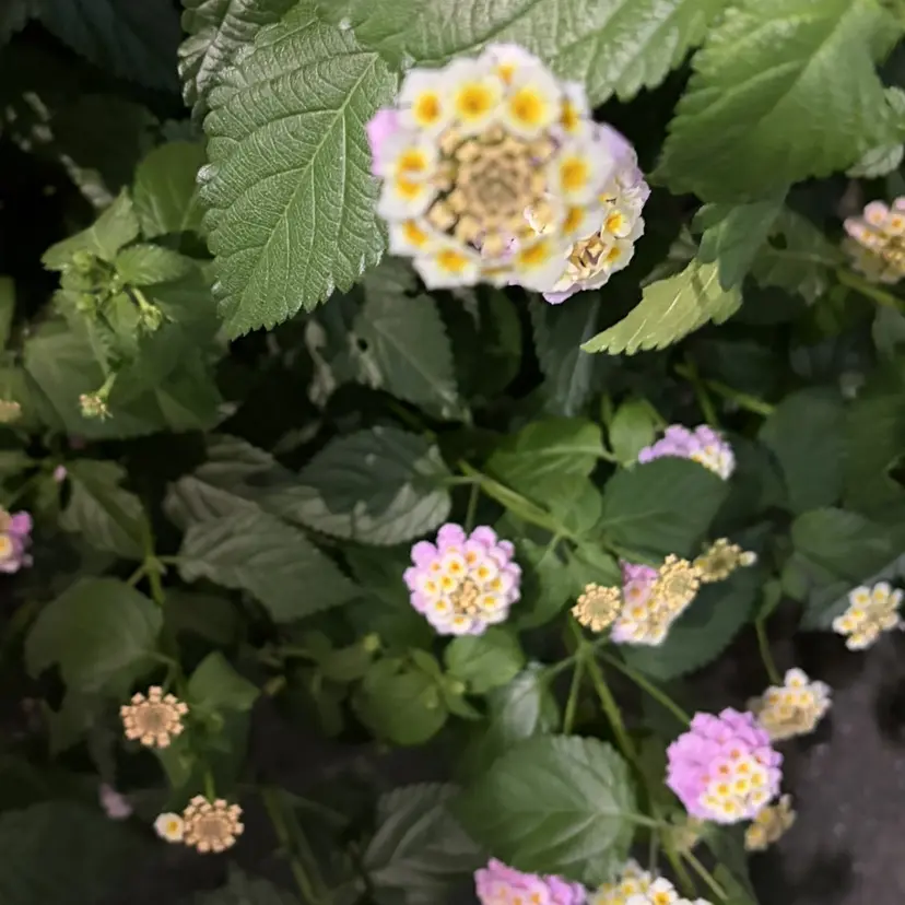似合わせカラー 🍀🫧/あかりの掲載