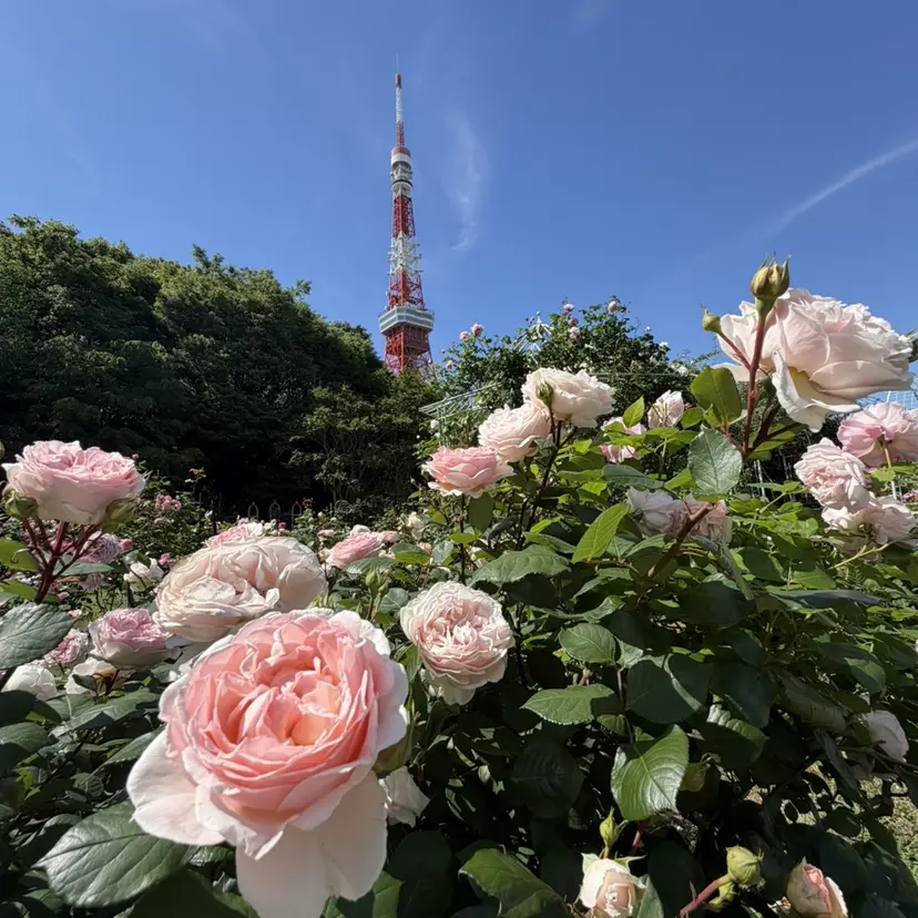 ♥️Ji Ji♥️の掲載