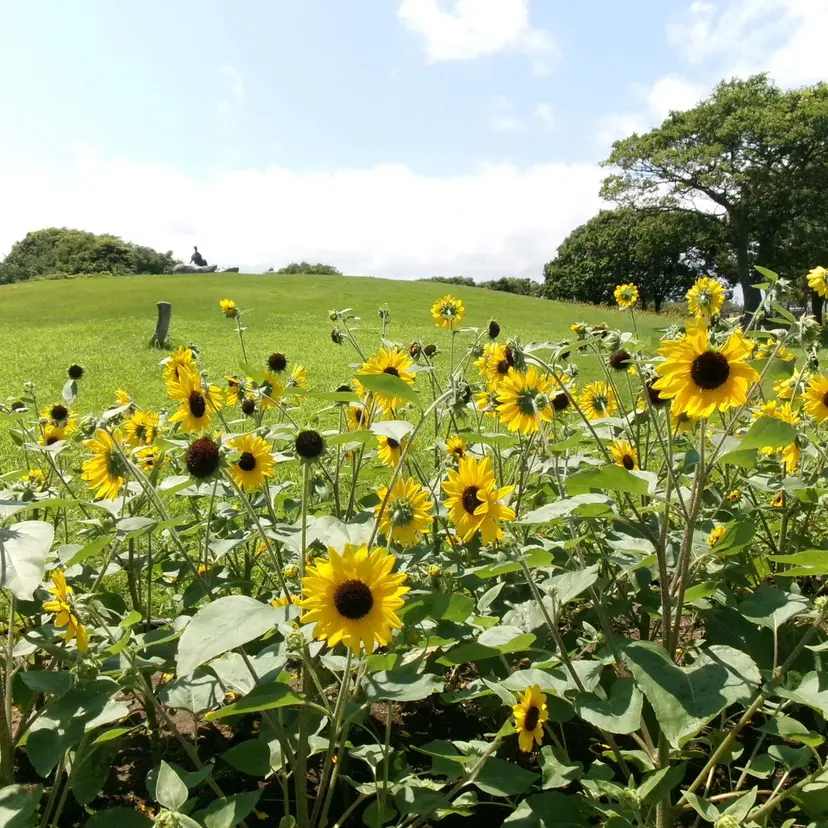 Lita4F ミユウ🌻の掲載