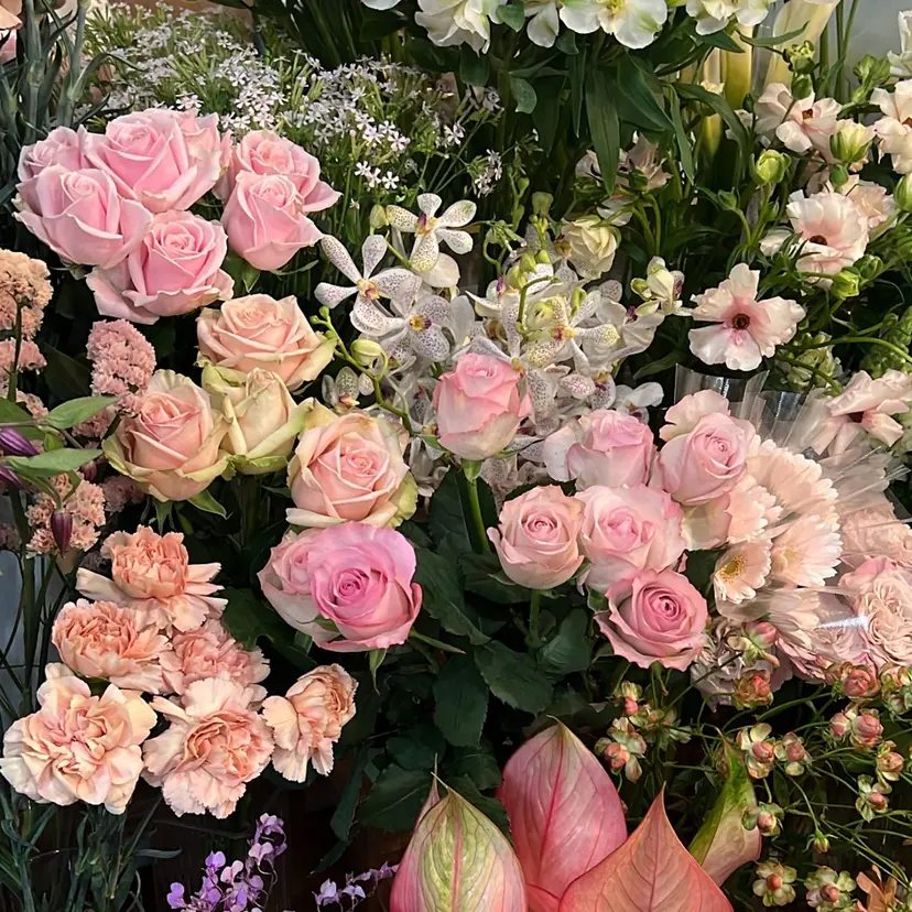 星原 陽花の掲載